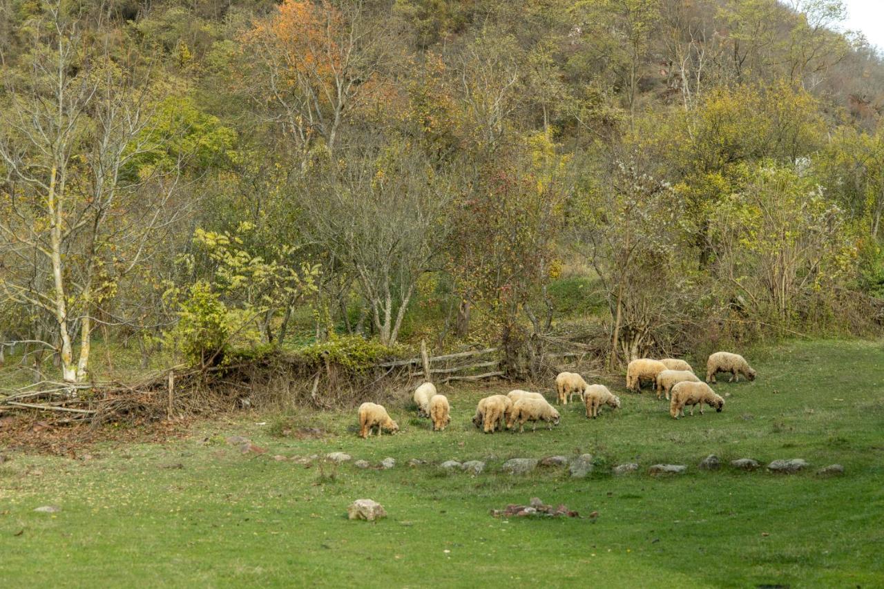 Kuca Stojanovica Topli Do Pirot Luaran gambar